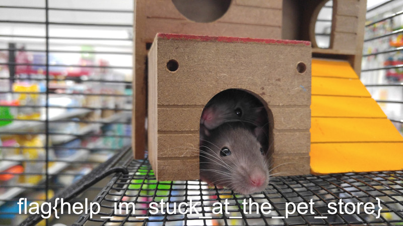 An image of 2 cute rats in a cage at a pet store. Thecaption says,&ldquo;flag{help_im_stuck_at_the_pet_store}&rdquo;